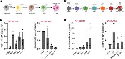 NEUROD2 function is dispensable for human pancreatic β cell specification